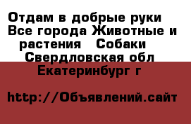Отдам в добрые руки  - Все города Животные и растения » Собаки   . Свердловская обл.,Екатеринбург г.